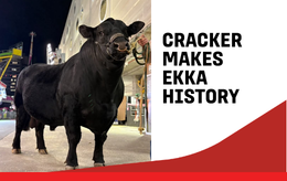 Ekka_EDM News Card 260x164