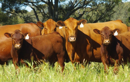 Red Angus EDM News Card 260x164